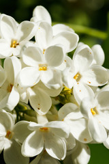 Fototapeta na wymiar Beautiful lilac white flowers blooming in the garden