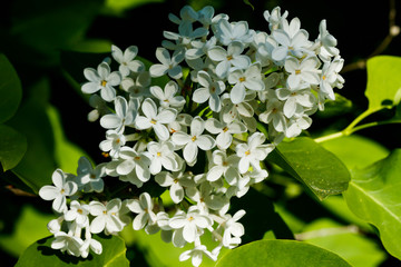 Beautiful lilac white flowers blooming in the garden