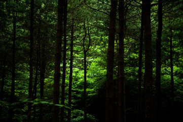 The beautiful forest at summer