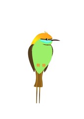 merops orientalis latham  green bee-eater 
isolated on white background