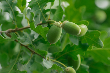 Ripening acorns on tree branch closeup