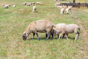 sheeps are grazing at the meadow
