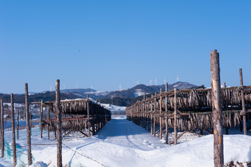 Yellow Alaska Pollack drying plant. Walleye pollack drying during winter times on mountain.