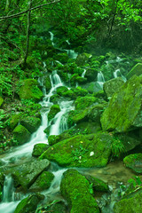 Mossy valley,Beautiful mountain stream with moss covered stone.