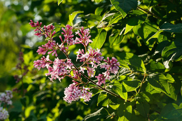 Beautiful lilac pink flowers blooming in the sunset