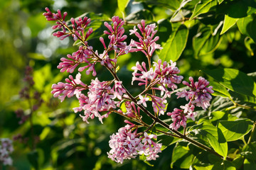 Beautiful lilac pink flowers blooming in the sunset