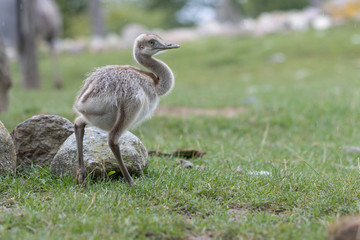  young Nandu chick runs across a meadow in search of food