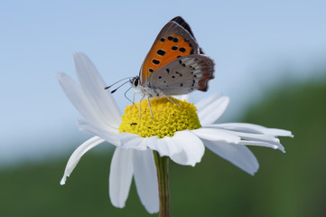 Butterfly sitting on a flower. Shot taken near Salo (Finland) during summer time