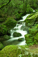 Mossy valley,Beautiful mountain stream with moss covered stone.