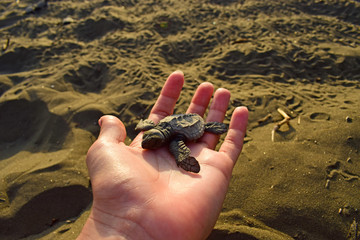 turtle on the sand