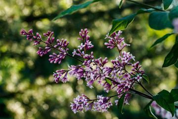 Beautiful lilac flowers blooming in the sunset