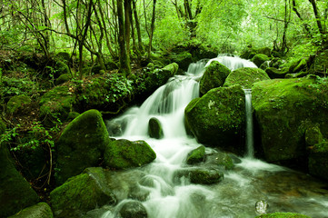 Mossy valley,Beautiful mountain stream with moss covered stone.