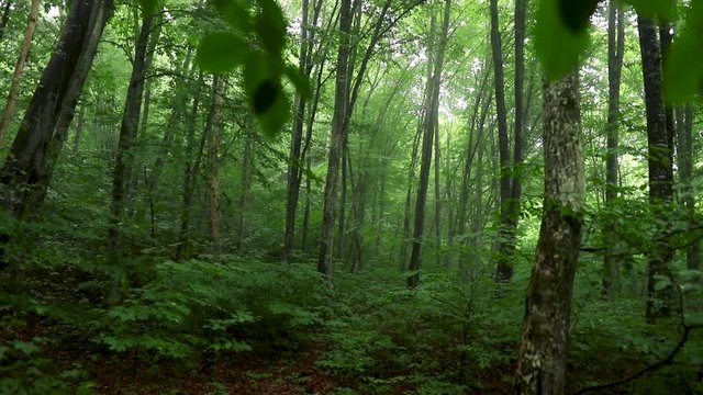 Forest after rain footage wet wood and trees