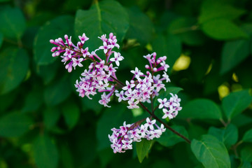 Beautiful lilac flowers blooming in the garden