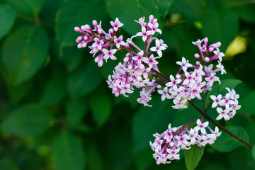 Beautiful lilac flowers blooming in the garden