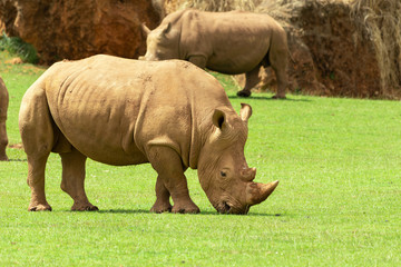 Obraz premium Portrait of white Rhino grazing in Cabarceno Park