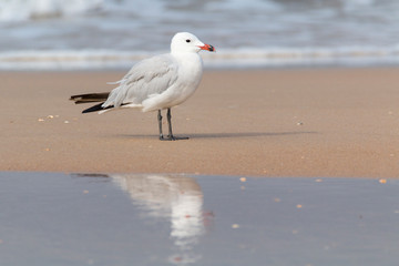 Auduin's gull (Larus audouinii) at Doñana National Park beach with sea unfocused background. White and grey bird with red bill and green legs