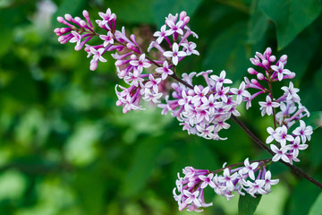 Beautiful lilac flowers blooming in the garden