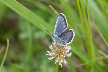 A closeup shot of a butterfly sitting on a white flower