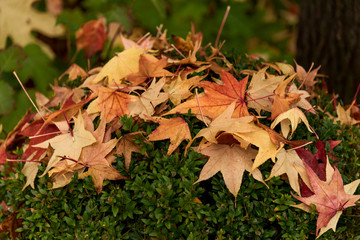 beautiful autumn leaves of yellow and red colored fallen on a green bush