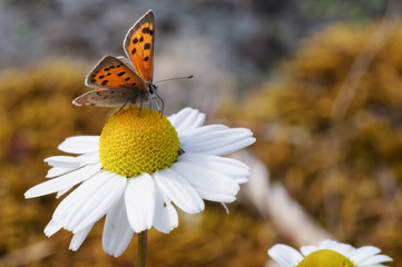 Butterfly sitting on a flower. Shot taken near Salo (Finland) during summer time