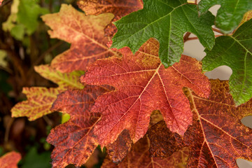 dry autumn leaves of yellow and red and green color on maple tree, close up