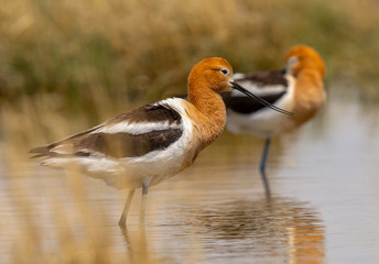 American Avocet