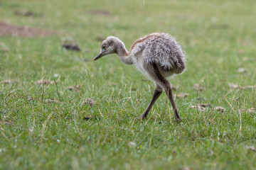  young Nandu chick runs across a meadow in search of food
