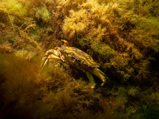 A closeup picture of a crab underwater. Picture from Oresund, Malmo in southern Sweden.