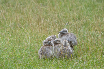  group of young Nandu chicks sits snuggled closely together in a meadow