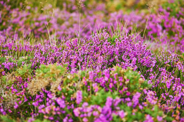 Obraz premium Purple heather meadows on Cape d'Erquy, France
