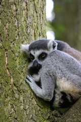  lemur sits on a branch in a tree