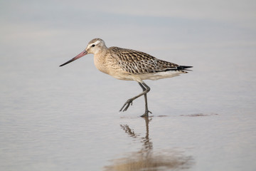 Bar-tailed Godwit at Doñana beach. Wader feeding in a national park of south Spain. Bird with long bill