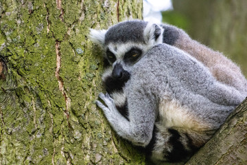 Fototapeta premium lemur siedzi na gałęzi na drzewie