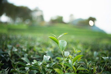 Obraz na płótnie Canvas close up of green tea leaves at the tea farm