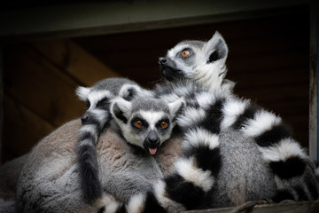 group of lemurs sits snuggled up close to each other