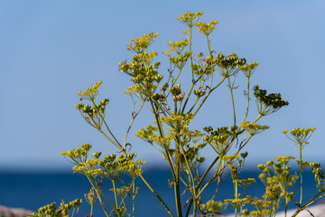 A closeup picture of a yellow wild flower. Blue ocean and blue sky in the background