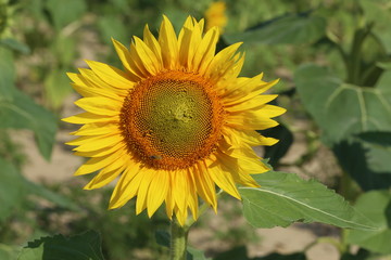 Sunflower field in sunset. Nature background. Sunflowers meadow. Flower dusk. Nature background outdoor
