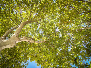 branches d'arbres vue du dessous