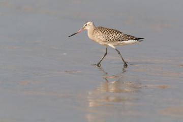 Bar-tailed Godwit at Doñana beach. Wader feeding in a national park of south Spain. Bird with long bill