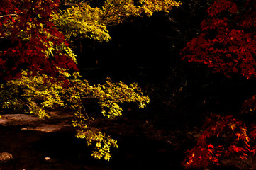 The beautiful autumn color in the forest.