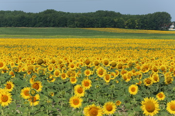 Fototapeta premium Sunflower field in sunset. Nature background. Sunflowers meadow. Flower dusk. Nature background outdoor