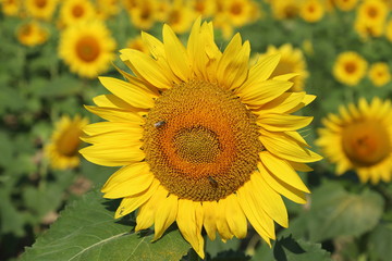 Sunflower field in sunset. Nature background. Sunflowers meadow. Flower dusk. Nature background outdoor