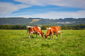 Fototapeta na wymiar Cows on a green pasture in rural Brittany, France