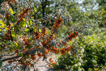 A closeup picture of a bush with orange berries. Green shrub in the background