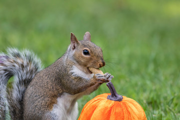 Naklejka na ściany i meble Eastern Gray Squirrel, Sciurus carolinensis, about to eat a peanut next to a pumpkin for fall