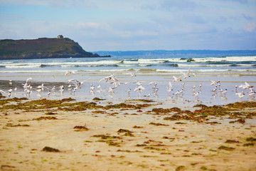 Large flock of seagulls on Atlantic ocean beach in Brittany, France