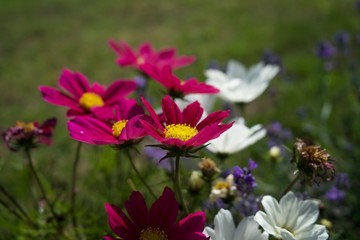 Obraz premium Bright flowers in the Peak District countryside