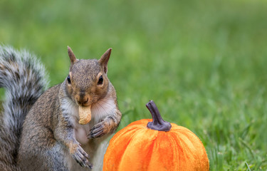 Obraz premium Eastern Gray Squirrel, Sciurus carolinensis, about to eat a peanut next to a pumpkin for fall