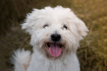 Adorable bichon frisé croisé maltais